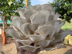 Fresh Oyster Mushroom