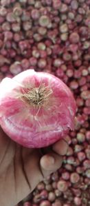 Fresh Red Onion