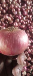 Nashik Onion