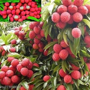 litchi fruit