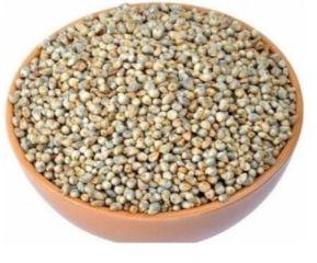 Pearl Millet