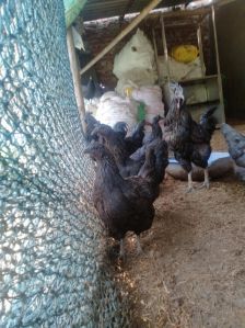 female kadaknath chicken