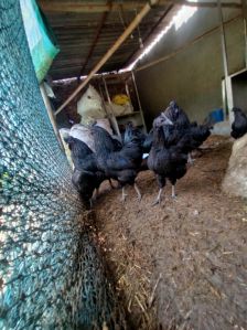 adult kadaknath chicken