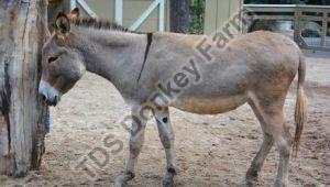 Female Donkey