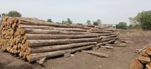 Teak Wood