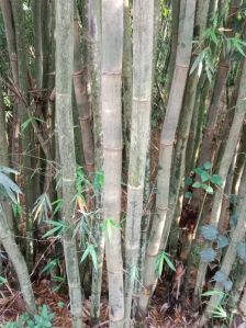 Bamboo Plant