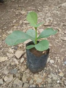 Teak Plant