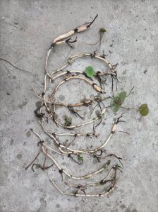 Lotus Root