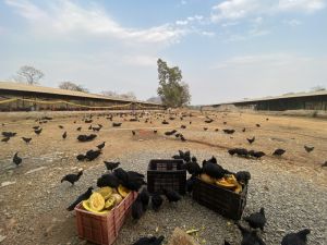 kadaknath chicks