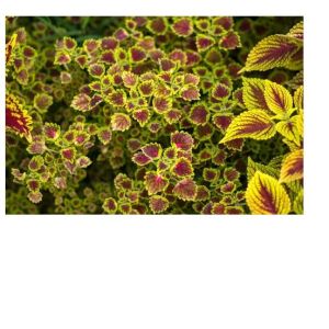 Coleus Root Extract