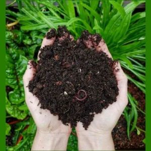 Organic Vermicompost Bio Fertilizers