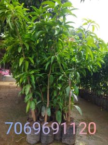 Mango Plants