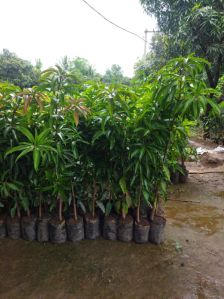 mango tree plants