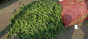 Green Chilli