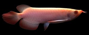 Albino super Red Arowana