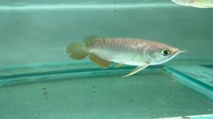 Arowana Fish