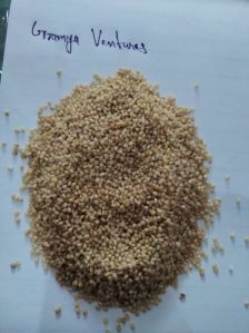 foxtail millet