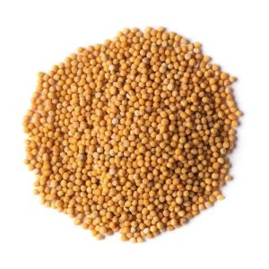 Yellow Mustard Seeds