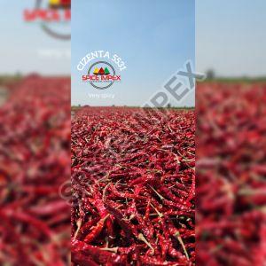 5531 syngenta dry red chilli
