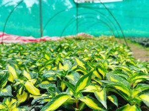 Impatiens Seedlings Rooted Tree Plant