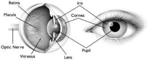 Eye Health Consultancy