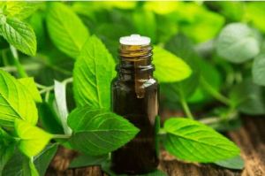 Spearmint Essential Oil