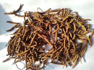 Kidajadi (Cordyceps)