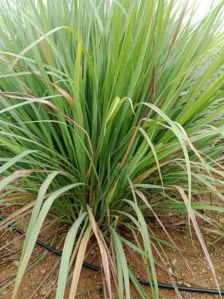 Lemon Grass