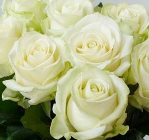 White Avalanche Rose Plants