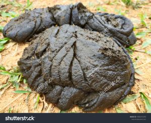 cow dung