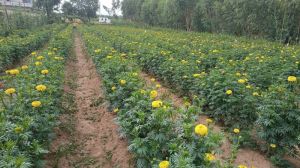 Marigold Flower