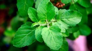 Basil Leaves