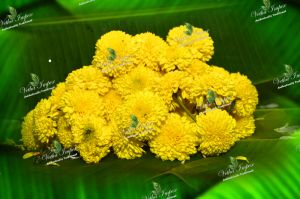 Yellow Sevanthi Flower