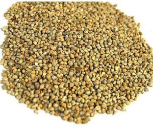 Pearl Millet