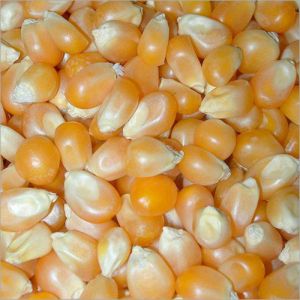 Yellow Maize Seeds