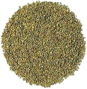 Green Millet Seeds