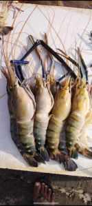 tiger prawn 1 kg (3 pics)