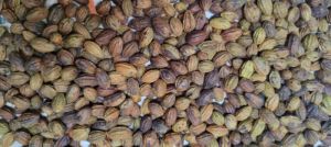 myrobalan nuts
