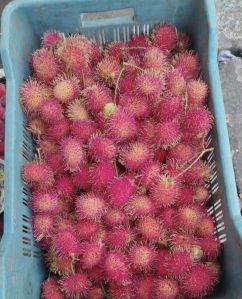 Rambutan