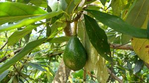 Fresh Avocado