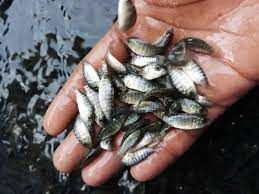 Tilapia Fish Seed