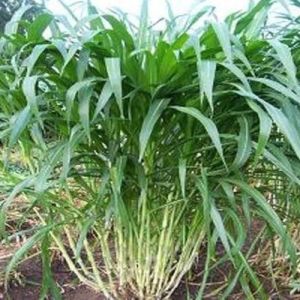 Hybrid Super Napier Grass