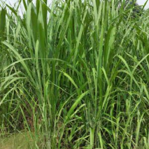 Organic Super Napier Grass