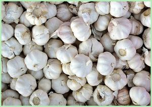 Garlic Granules