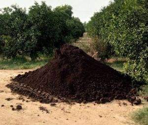 cow dung