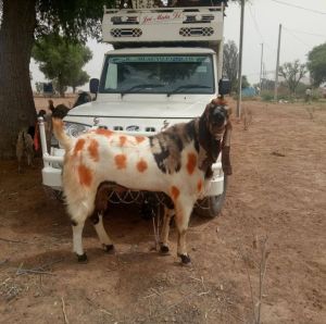 Totapuri Goat