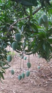 Mango Tree Plant