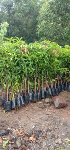 mango tree plants