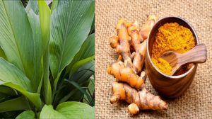 Raw Turmeric