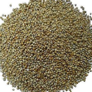 Green Millet Seeds